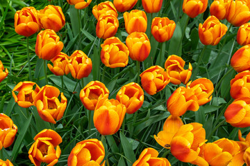 Orange tulip flowers in a botanical garden in spring. top view.