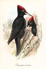 Black woodpeckers red crested in a single isolated empty bark. Vintage style hand colored illustration of Black Woodpecker (Drycopus martius). By John Gould publ. In London 1862 - 1873