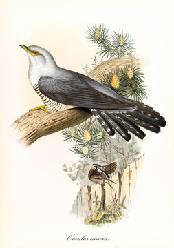 Single cuckoo on a trunk and vegetation on background. Detailed hand colored vintage illustration of Common Cuckoo (Cuculus canorus). By John Gould publ. In London 1862 - 1873