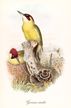 light green Woodpecker with a red crest on a trunk. Vintage hand colored style illustration of European Green Woodpecker (Picus viridis). By John Gould publ. In London 1862 - 1873