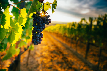 Beautiful sunset over vineyards.