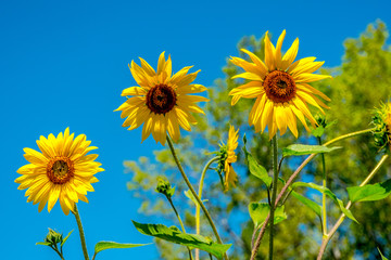 Wildflower and Sunflower Fields on Colorado