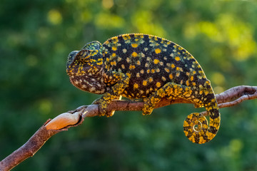 chameleon on a background of autumn leaves.. 