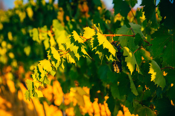 Beautiful sunset over vineyards.