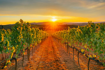 Fototapeta premium Beautiful sunset over vineyards.