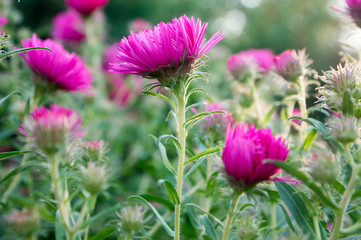 Obraz premium Symphyotrichum novi-belgii New York aster ornamental autumn plant in bloom
