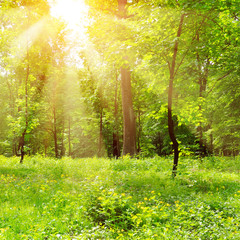 Obraz premium Bright sunny day in park.