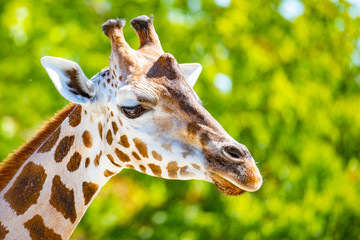 Giraffe head close-up. Deatiled view of african wildlife