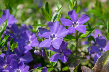 Vinca minor lesser periwinkle ornamental flowers in bloom, common periwinkle flowering plant,...