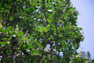 Green Bush Background