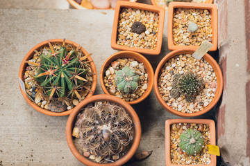 Fototapeta na wymiar Group of potted cactuses
