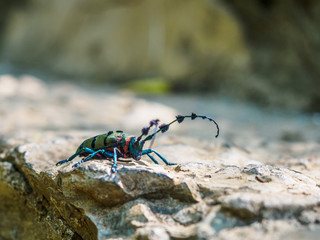 Big Long horn beetle. Seen near the City of Luoping in Yunnan Province China.