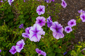 purple flowers in the garden