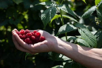 Naklejka na ściany i meble Harvesting raspberries in the home garden