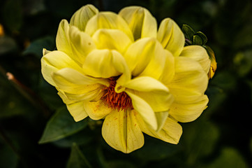 yellow flower