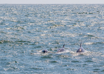 small dolphin pod surfaces in the ocean