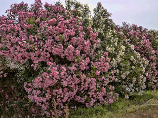 Obraz premium Blooming oleanders are everywhere along the roads of Sardinia