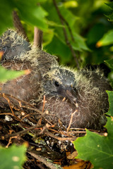 Babytaube kurz nach dem Schlüpfen