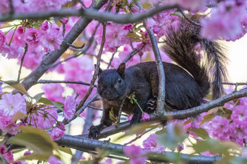 Squirrel in cherry blossom tree