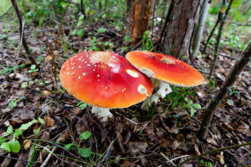Amanita mushrooms in the autumn forest