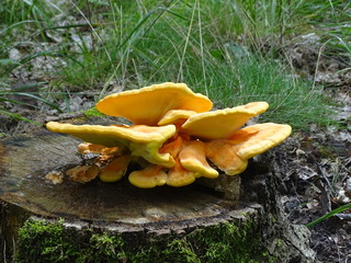 Żółty grzyb rosnący na pniu drzewa - obrazy, fototapety, plakaty