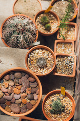 Group of potted cactuses