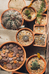 Fototapeta premium Group of potted cactuses