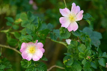 Blooming rose cultivar Ballerina (Ballerina), close-up