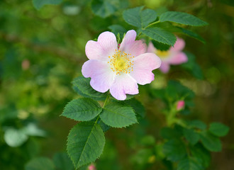 Close-up ballerina rose flower