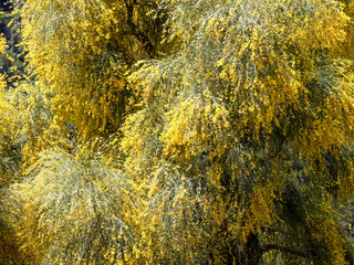Big trees filled with yellow flowers in the mountains, Sardinia