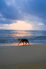 dog on the beach