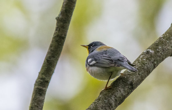 Northern Parula perched on tree branch in spring