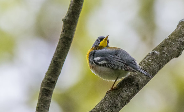 Northern Parula perched on tree branch in spring