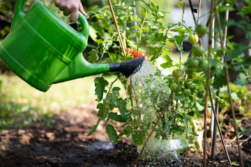 Frau bei der Gartenarbeit gießt die Pflanzen 