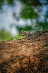 squirrel lizard on a tree