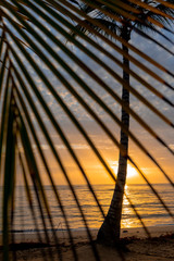 palms sunset on the beach