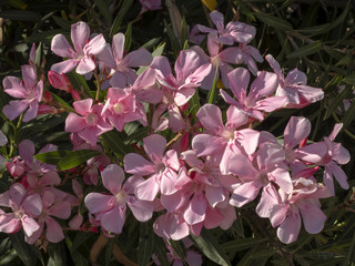 Blooming oleanders are everywhere along the roads of Sardinia