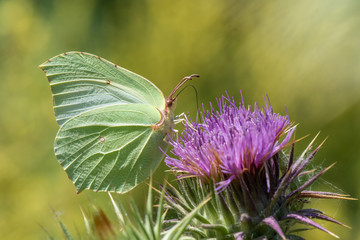 butterfly on flower