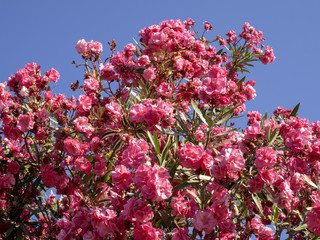 Blooming oleanders are everywhere along the roads of Sardinia