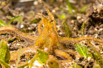 Mimic Octopus in Tulamben Indonesia