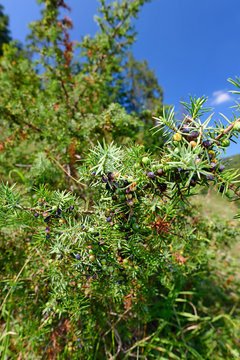 Heide-Wacholder / Gemeiner Wacholder (Juniperus communis) - common juniper