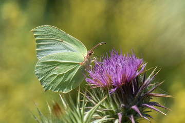 butterfly on flower