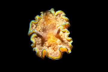 Girdled Glossodoris Nudibranch Snail in Indonesia