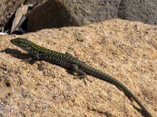 Italian wall lizard, Podarcis siculus, on stone, Porto Corallo, Sardinia, Italy