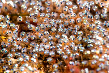 Clownfish eggs brood