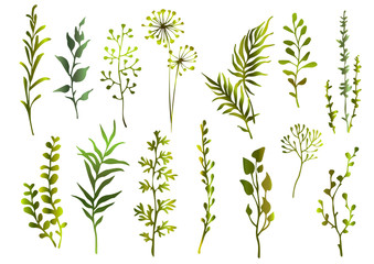 Set of green meadow herbs, branch and leaves. Design floral elements. Vector illustration.