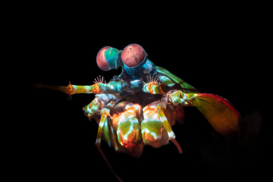 Colorful Mantis Shrimp with Complex Eyes