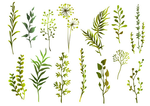 Set of green meadow herbs, branch and leaves. Design floral elements. Vector illustration.