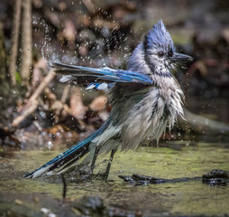 Blue jay bathing and leaping out of the water