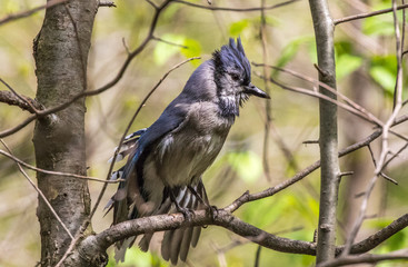 Blue Jay preening on a branch